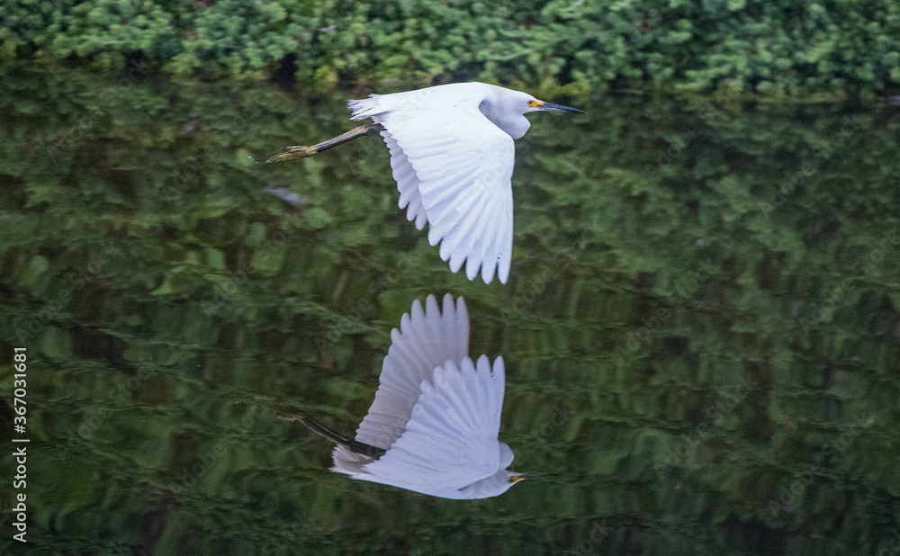 Obraz premium Snowy Egret