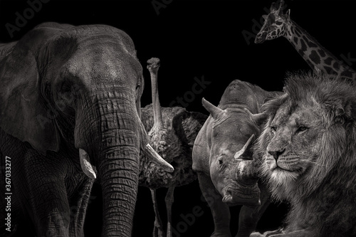 Photography Black and white image of african wild animals