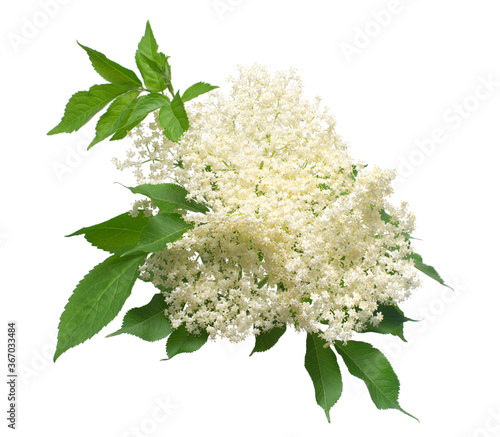 Flowering branch of elderberry (Sambucus nigra) with leaves isolated on white background. Flower. Flat lay, top view