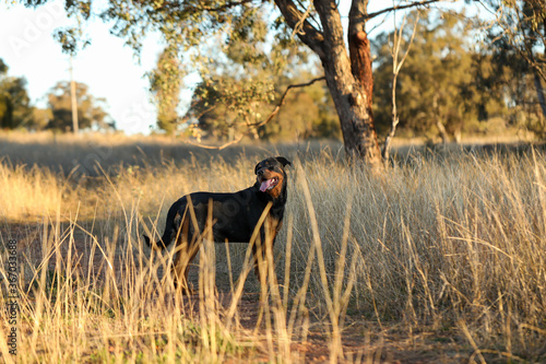 Female rottweiler dog standing in long grass while walking in the bush