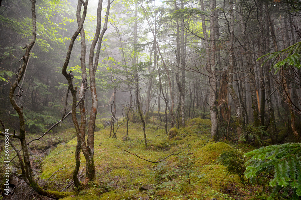 信州、八ヶ岳の山中の苔の絨毯、森の木々、朝霧、日の光。山岳写真、中腹、奥地、原っぱ、旅行、旅、観光、観光地、夏休み、夏山登山、縦走、苔の森。