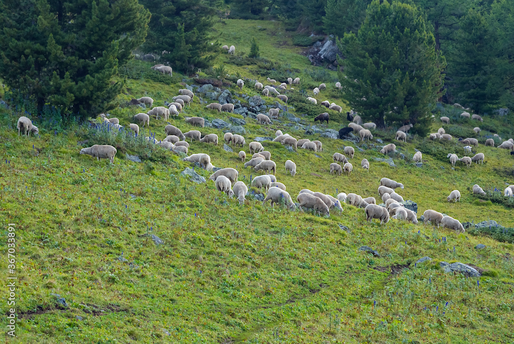 sheep herd graze on a mountain pasture
