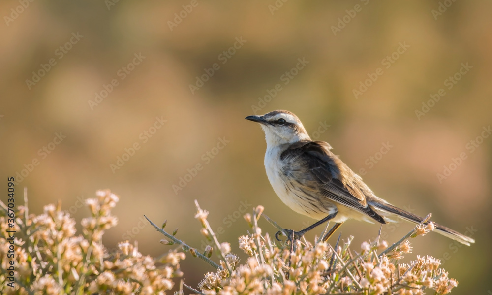 Primer plano de una calandria grande posada sobre un arbusto, a la derecha de la imagen. El ave está mirando hacia la izquierda de la imagen. Primer plano de una calandria grande posada sobre un arbusto, a la derecha de la imagen. El ave está mirando hacia la izquierda de la imagen.