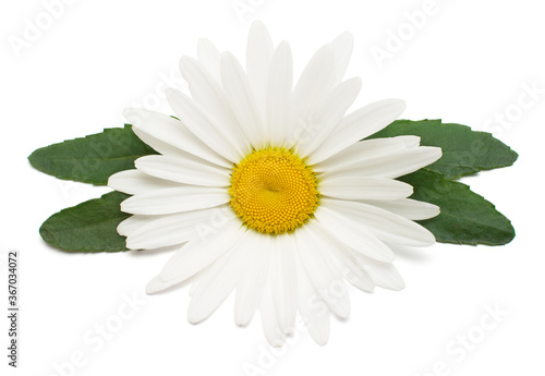 One white daisy head flower with leaf isolated on white background. Flat lay, top view. Floral pattern, object