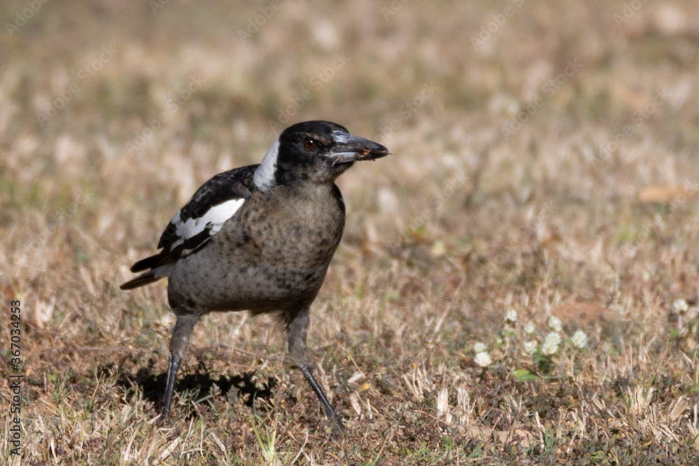 Magpie eating an orangewasp insect on the grass Magpie eating an orangewasp insect on the grass