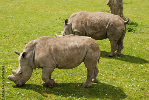 two large beautiful rhinoceroses graze on green grass