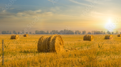 summer wheat field after a harvest at the sunset, agriculture industrial scene