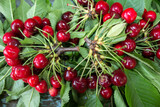 Sweet ripe cherry heap with leaves  on wood background. cherry on a tree branch. Top view of fresh cherries closeup