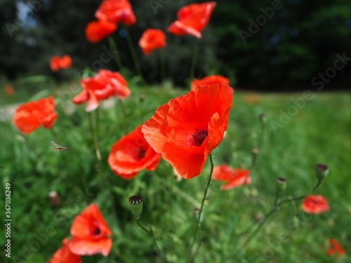 Red poppies found at at Dendrological Garden in Przelewice  arboretum przelewice  Poland