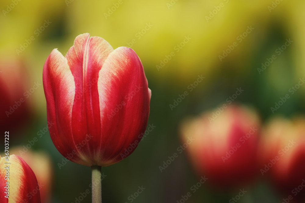 Tulip flowers macro photography with blur background in Floriculture Experiment Center of Taipei, Taiwan. Tulip flowers macro photography with blur background in Floriculture Experiment Center of Taipei, Taiwan.