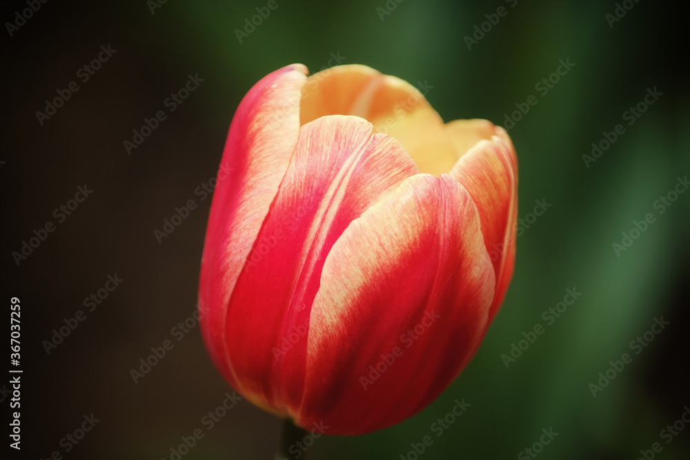 Tulip flowers macro photography with blur background in Floriculture Experiment Center of Taipei, Taiwan. Tulip flowers macro photography with blur background in Floriculture Experiment Center of Taipei, Taiwan.