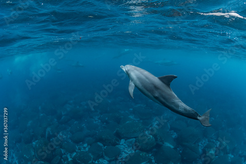 Dolphins inhabiting in Mikurajima, Tokyo, Japan 
