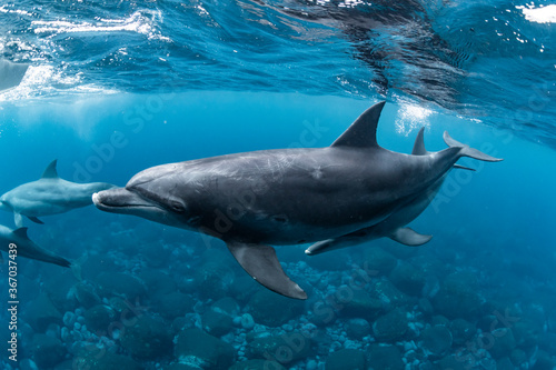 Dolphins inhabiting  in Mikurajima, Tokyo, Japan
