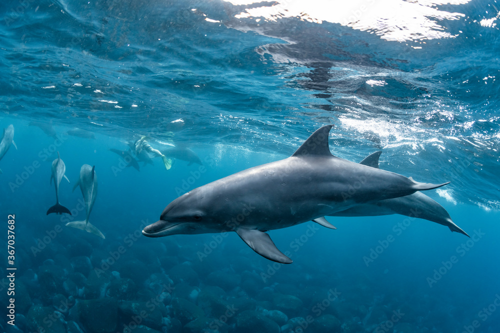 Fototapeta premium Dolphins inhabiting in Mikurajima, Tokyo, Japan 