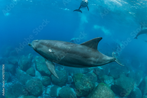 Dolphins inhabiting  in Mikurajima, Tokyo, Japan  © divedog