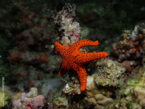 Red starfish  Raja Ampat  Indonesia