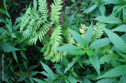 fern leaves in the forest