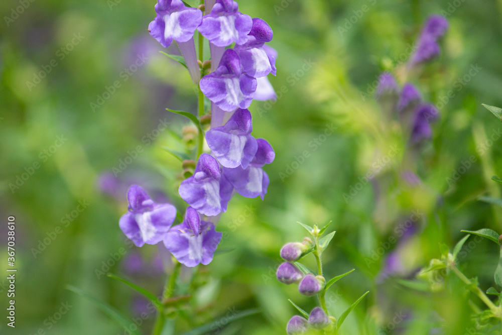コバネバナ(黄金花、Scutellaria baicalensis Georgi、Scutellaria baicalensis、生薬名はオウゴン、黄芩)、日本で7月に撮影 コバネバナ(黄金花、Scutellaria baicalensis Georgi、Scutellaria baicalensis、生薬名はオウゴン、黄芩)、日本で7月に撮影
