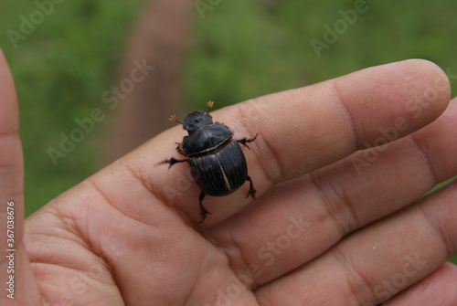Dung beettle photo