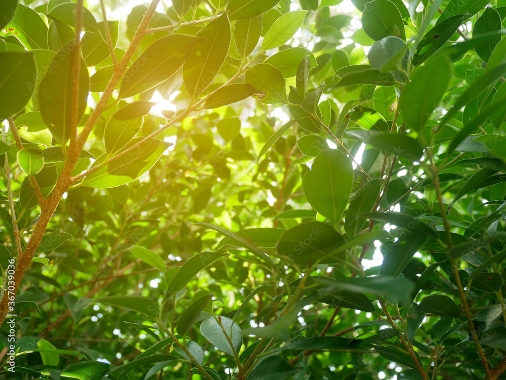 green leave Ficus tree with sunligh background