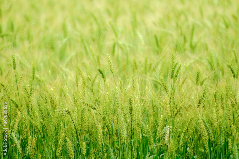 Fototapeta premium Close-up of green wheat plants in Daya District, Taichung, Taiwan.
