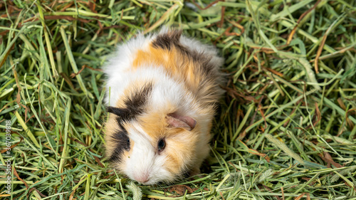 Guinea pig in grass and hay