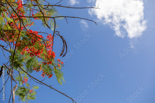 Flamboyant ciel nuages