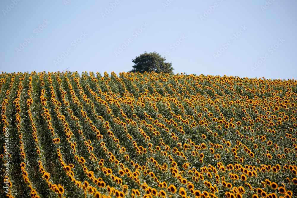 Sunflower field nature scene view. 