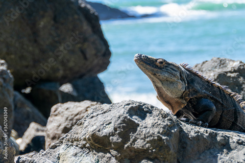 A Costa Rican iguana basks in the sun on the beach