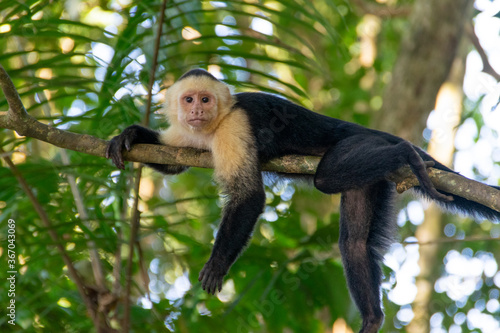White-headed capuchin  white-faced capuchin  in Costa Rica