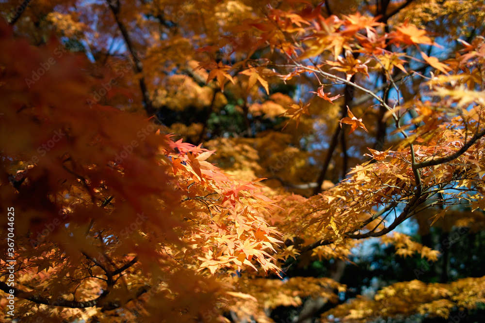 紅葉 紅葉
