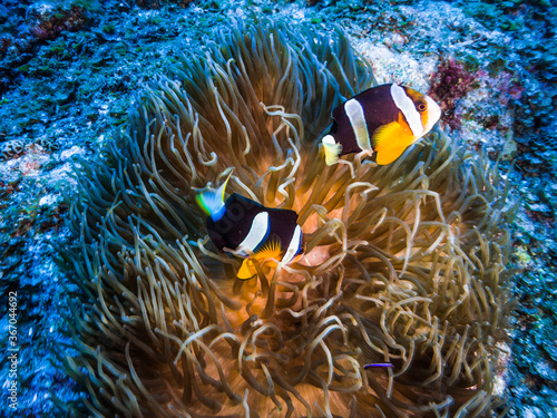 clownfish couple and sea anemone on a coral reef. Ie Island, Okinawa, Japan