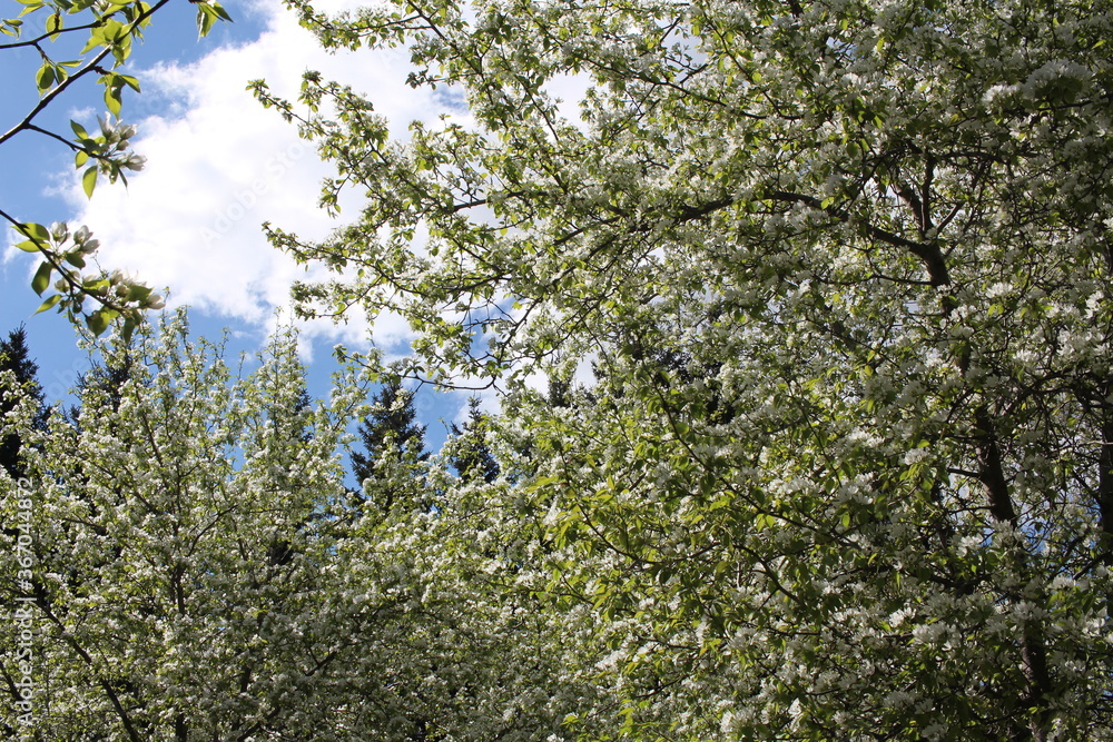 blooming Apple trees in the spring in the Park blooming Apple trees in the spring in the Park