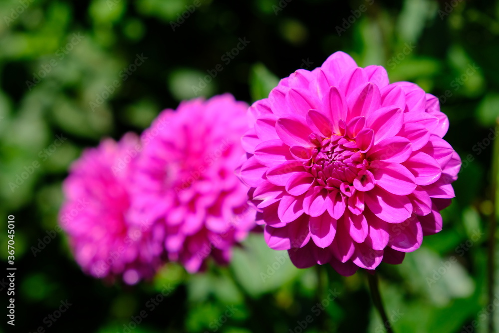 New Zealand Auckland - Domain city park Wintergarden Dahlia flowers (Dahlia) purple flame New Zealand Auckland - Domain city park Wintergarden Dahlia flowers (Dahlia) purple flame