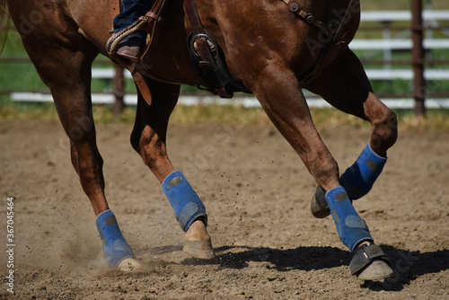 Horse Kicking Up Dirt While Trotting