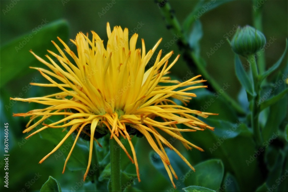 yellow dandelion flower