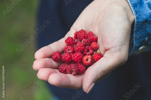 Process of collecting and picking berries in the forest of northern Sweden, Lapland, Norrbotten, near Norway border, girl picking raspberry, cranberry, cloudberry, blueberry, raspberries and others
