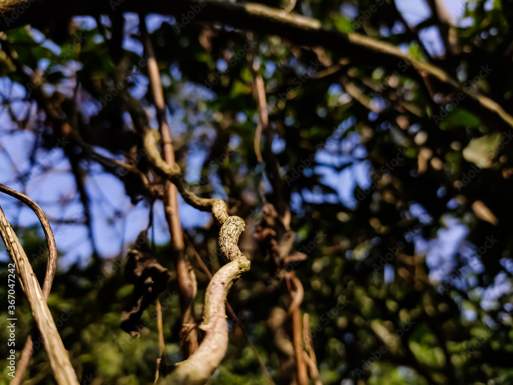 This is a dry climbing plant macro low-angle shot in the daytime. This is a dry climbing plant macro low-angle shot in the daytime.