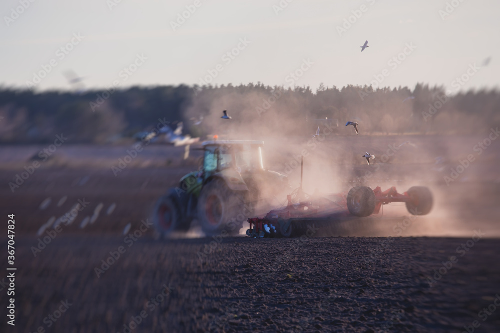 Fototapeta premium Tractor with a disc harrow system harrows the cultivated farm field, process of harrowing and preparing the soil, tractor seeding crops at field on sunset, agriculture concept, harrow machine at work