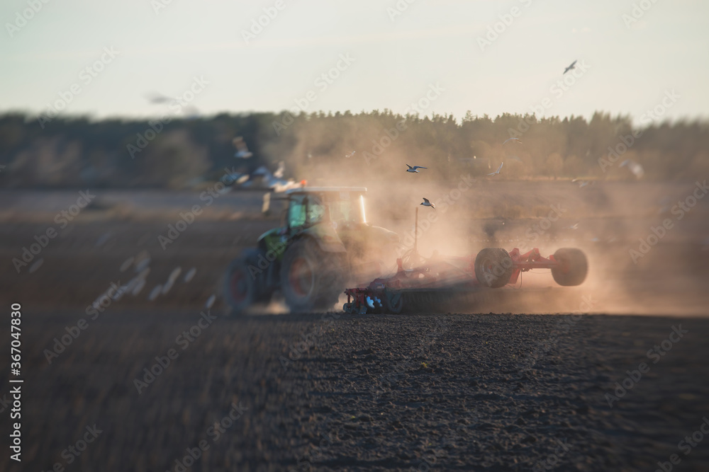 Fototapeta premium Tractor with a disc harrow system harrows the cultivated farm field, process of harrowing and preparing the soil, tractor seeding crops at field on sunset, agriculture concept, harrow machine at work