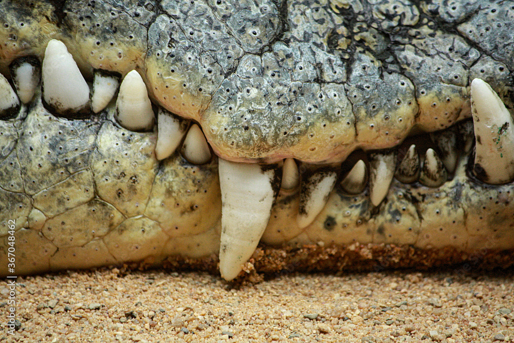 Fototapeta premium Krokodil im Kölner Zoo in Deutschland
