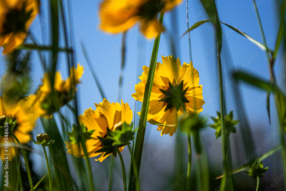 Obraz premium Beautiful yellow Golden wave flower,Lance Coreosis background blue sky.