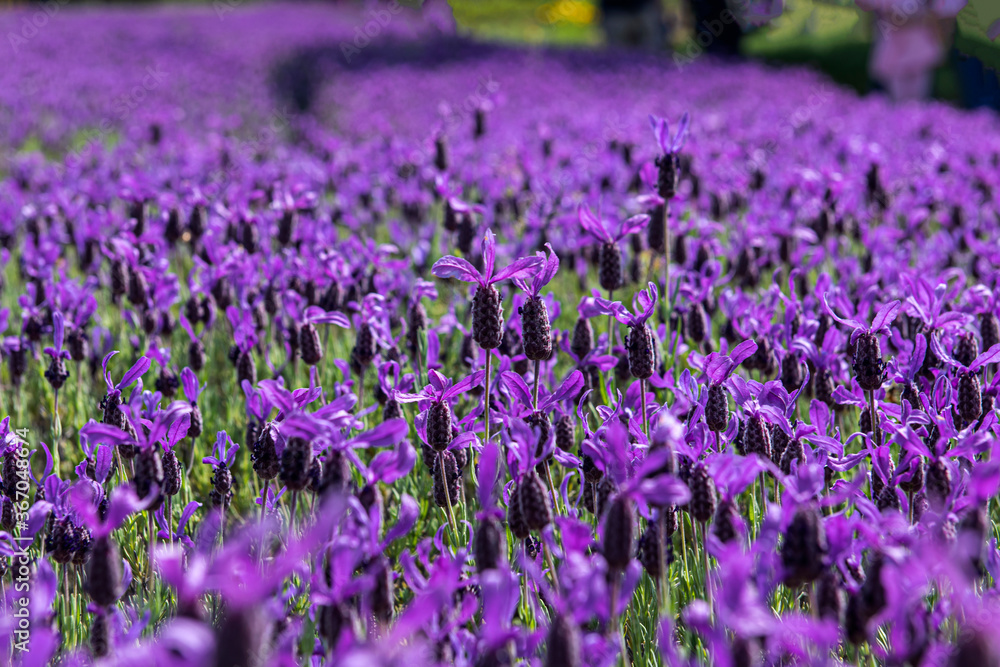 Beautiful violet Lavender field,purple Lavender flower. Bunch of scented flowers in the Lavender fiels.