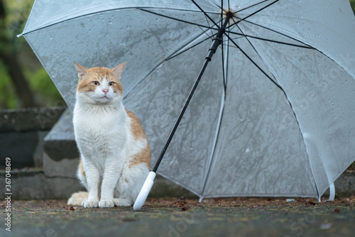 雨の日に