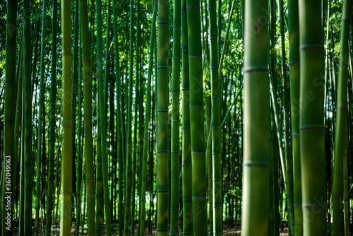 Beautiful bamboo tree in the bamboo forest. 
