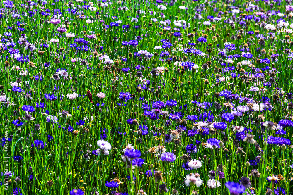 Beautiful field,. Cornflowers, Centaurea cyanus, bachelor's button in spring time. Beautiful field,. Cornflowers, Centaurea cyanus, bachelor's button in spring time.