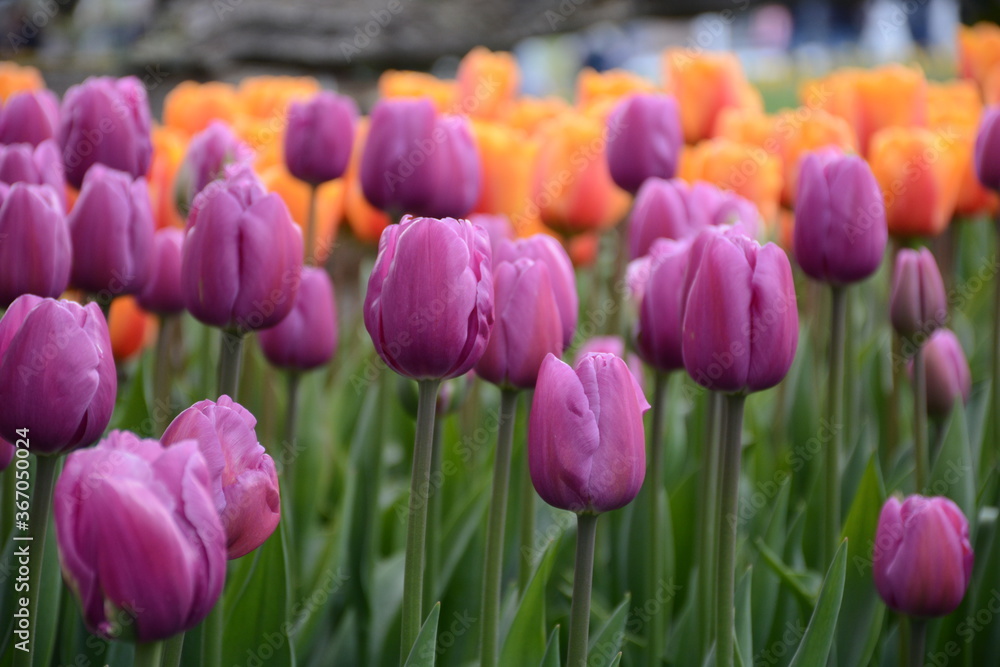 Obraz premium Tulip