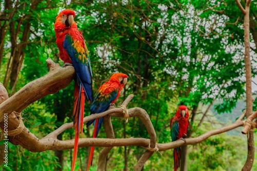 flying parrots of south america full colors in zoological parks of venezuela 