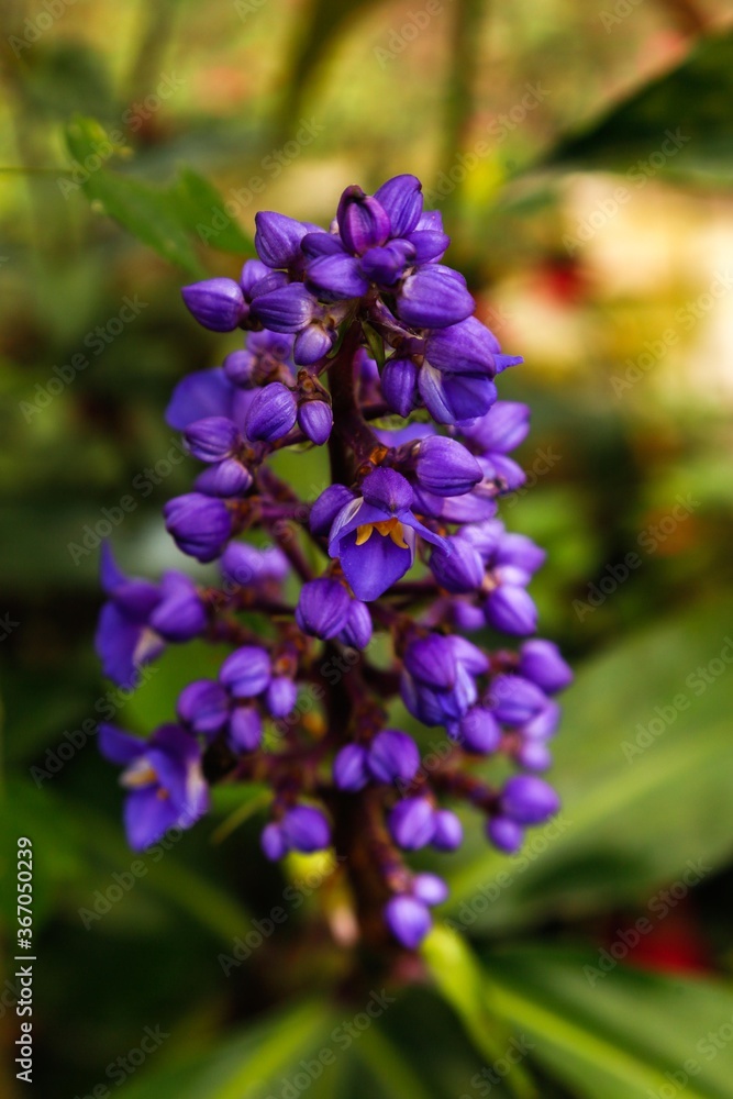 exotic full color park plant in purple south america