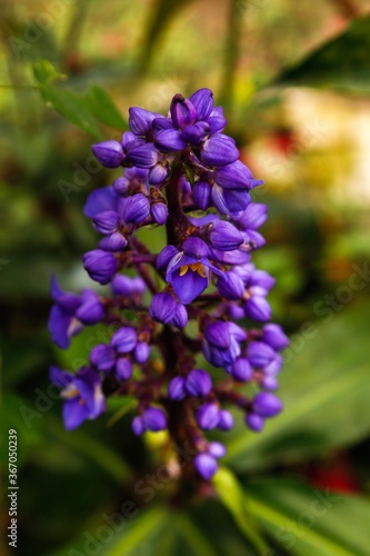 exotic full color park plant in purple south america